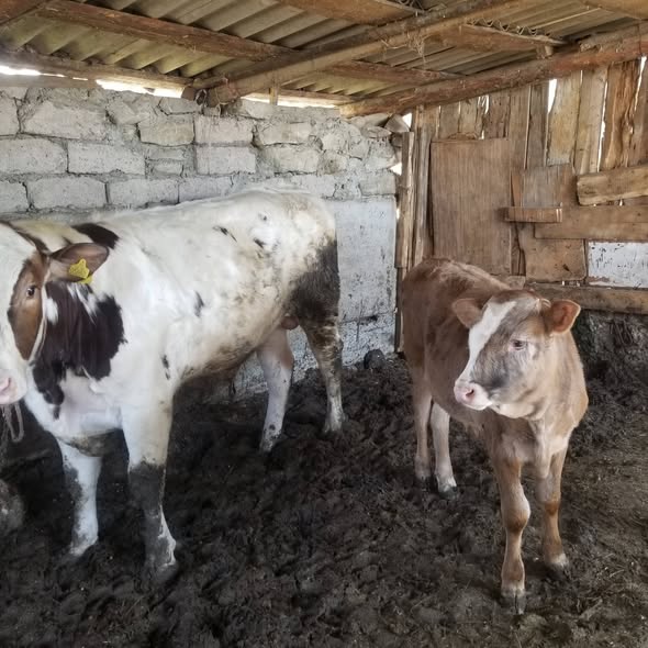 იყიდება ჰოლშტეინის ჯიშის საქონელი