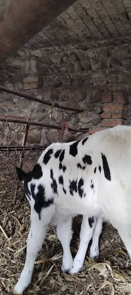 იყიდება ხბოები