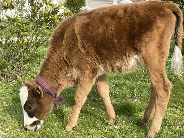 იყიდება ძროხა ხბოსთან ერთად