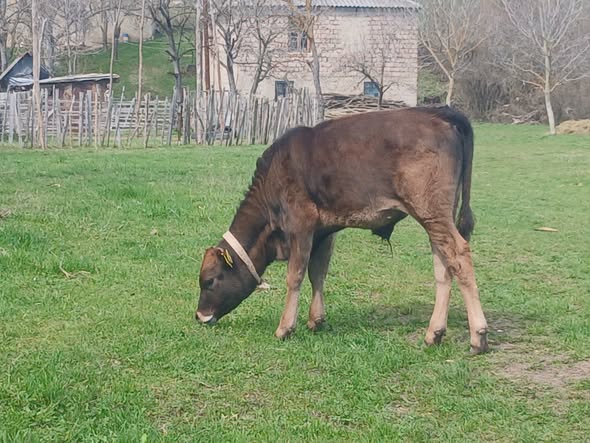 იყიდება 2 თვის მოზვერი