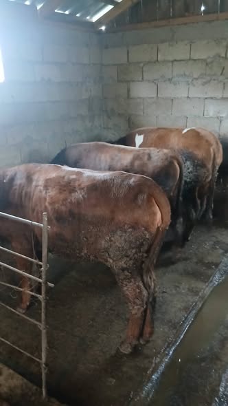 იყიდება საქონელი