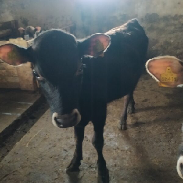 მოზვრები