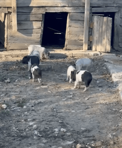 იყიდება ნაჭედი გოჭები