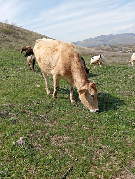 იყიდება დეკეული