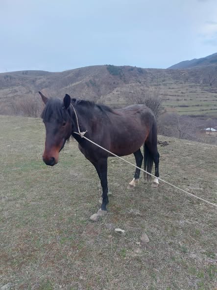 იყიდება დედალი ცხენი.