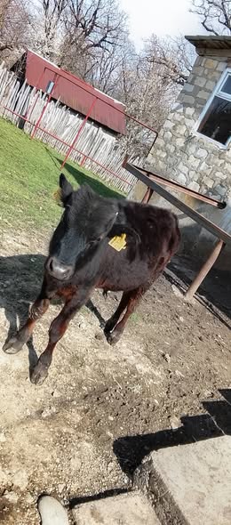 იყიდება მოზვერი