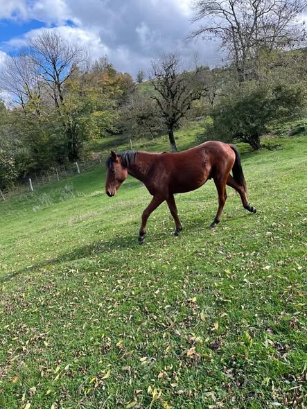 იყიდება ცხენი.