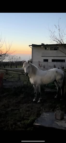 იყიდება ულაყი