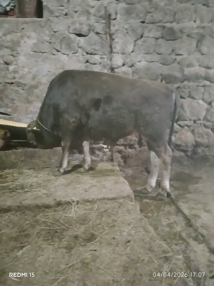 იყიდება 7 თვის მოზვერი