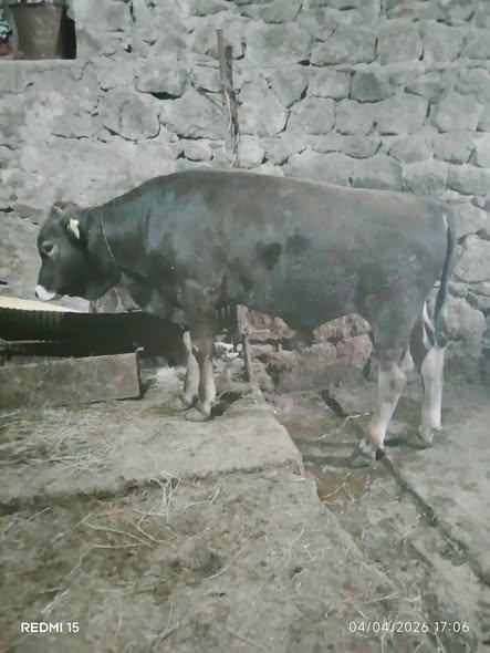 იყიდება 7 თვის მოზვერი