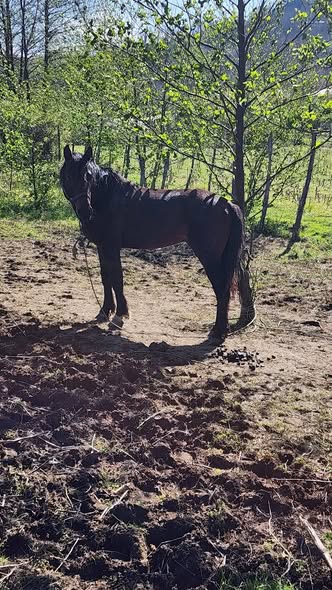 იყიდება 5 წლის ულაყი 🐎