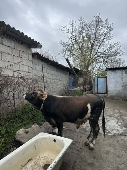 იყიდება ჯანმრთელი საქონელი