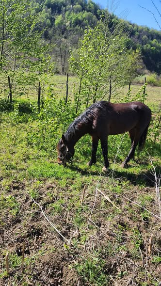 იყიდება 5 წლის ულაყი 🐎