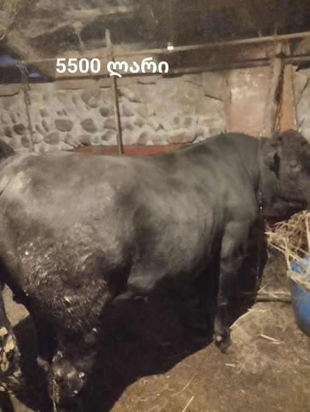 იყიდება მოზვრები