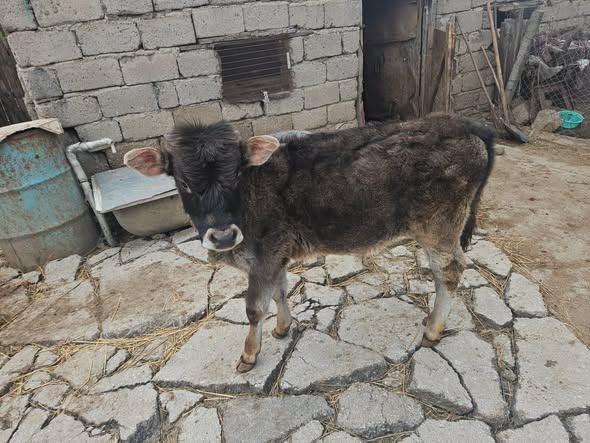 იყიდება მოზვერი
