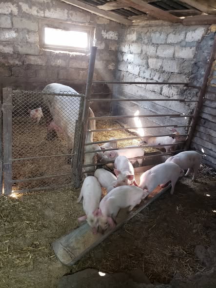 იყიდება გოჭები