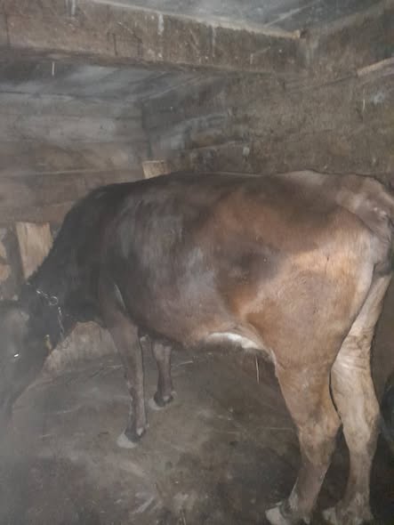 იყიდება შესანახი საქონელი