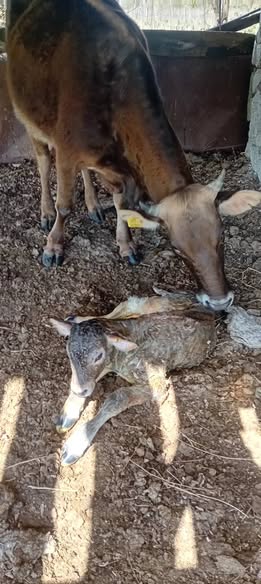 იყიდება ძროხა ხბოთი