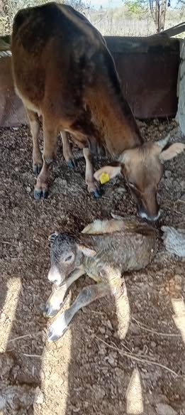იყიდება ძროხა ხბოთი
