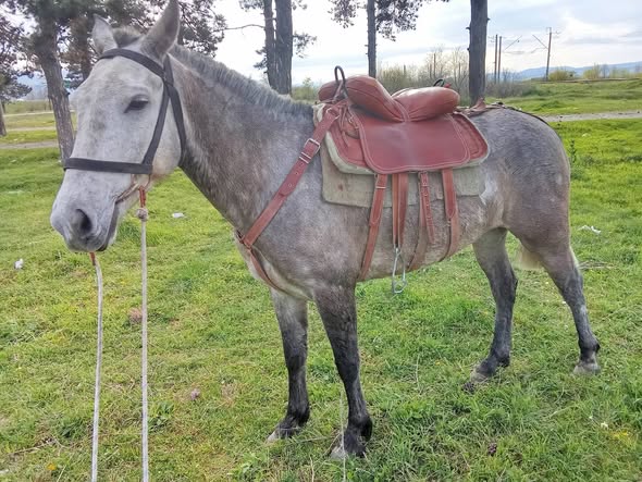 იყიდება ცხენი (იაბო) 🐎