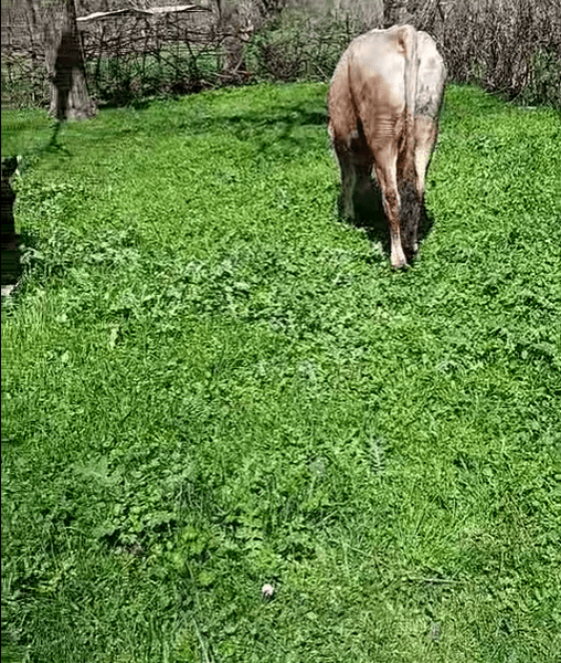 იყიდება 3 სული ძროხა