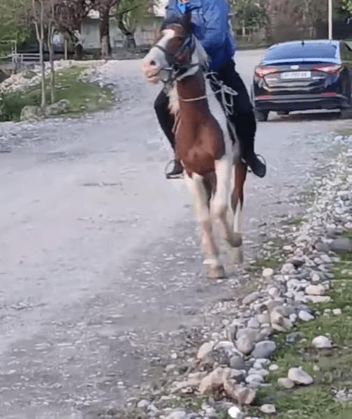 იყიდება ცხენი