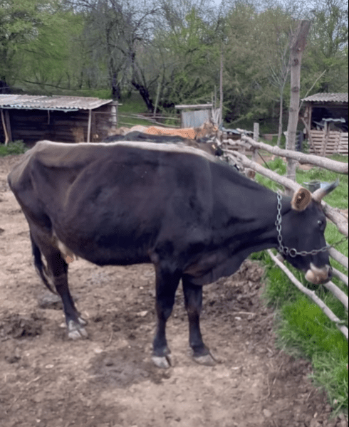 იყიდება მეწველი საქონელი ბოჩოლებით