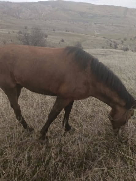 იყიდება მამალი კვიცი 🐎