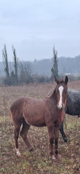 იყიდება ულაყი კვიცი 🐎