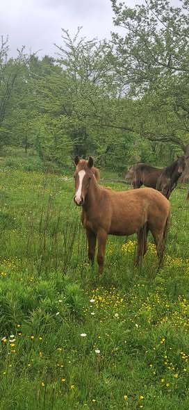იყიდება ულაყი კვიცი 🐎
