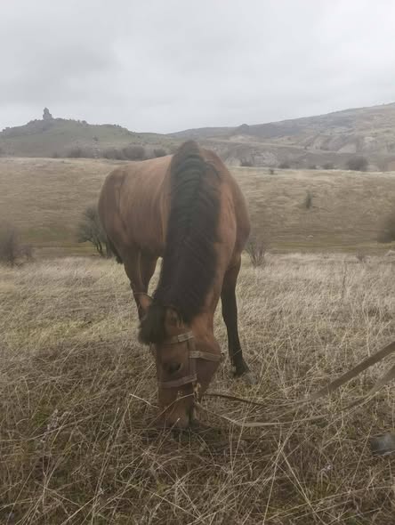 იყიდება მამალი კვიცი 🐎