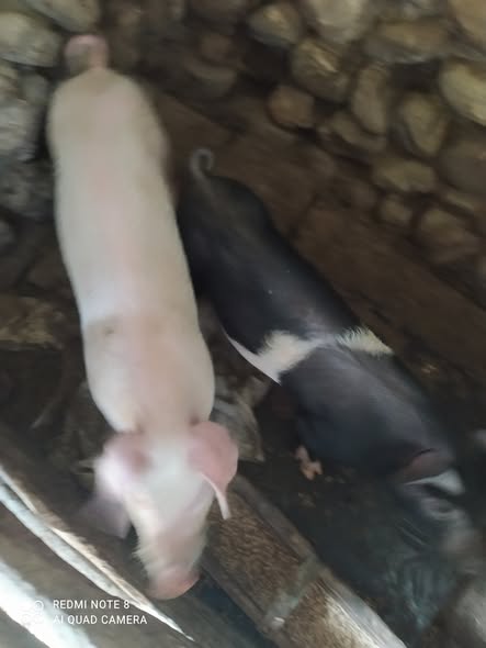 იყიდება ბურვაკები