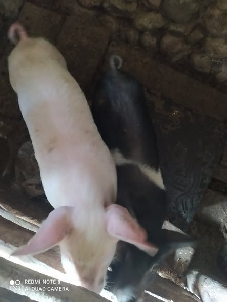 იყიდება ბურვაკები
