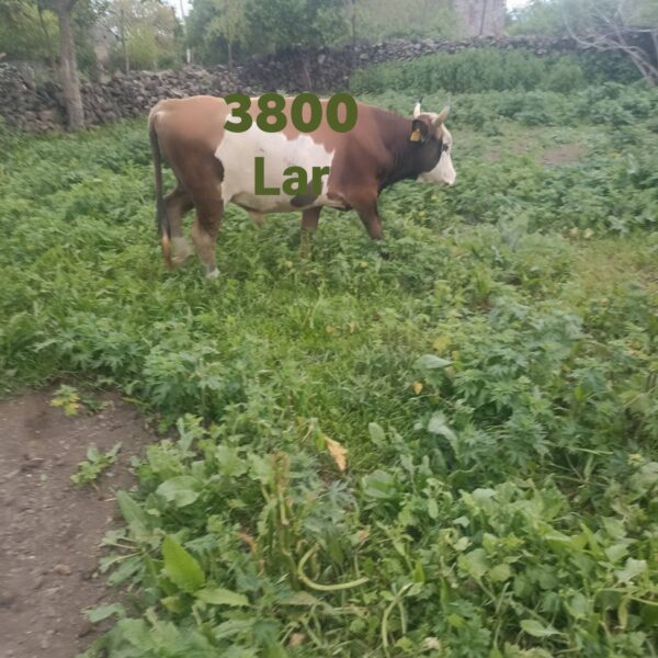 იყიდება ძროხა