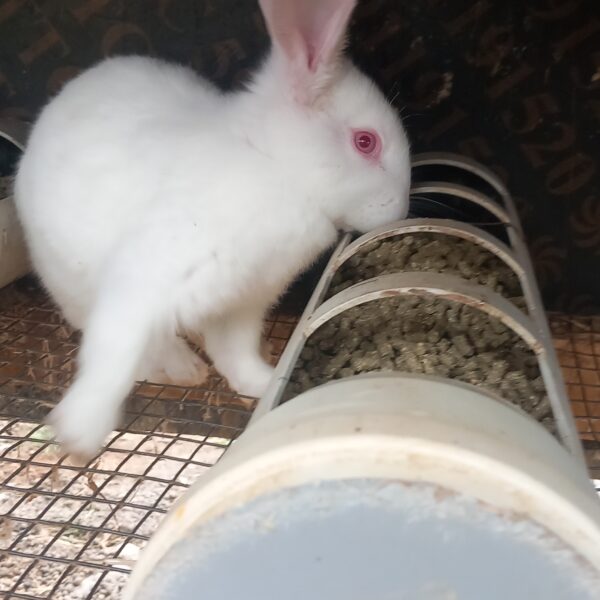 კურდღელი