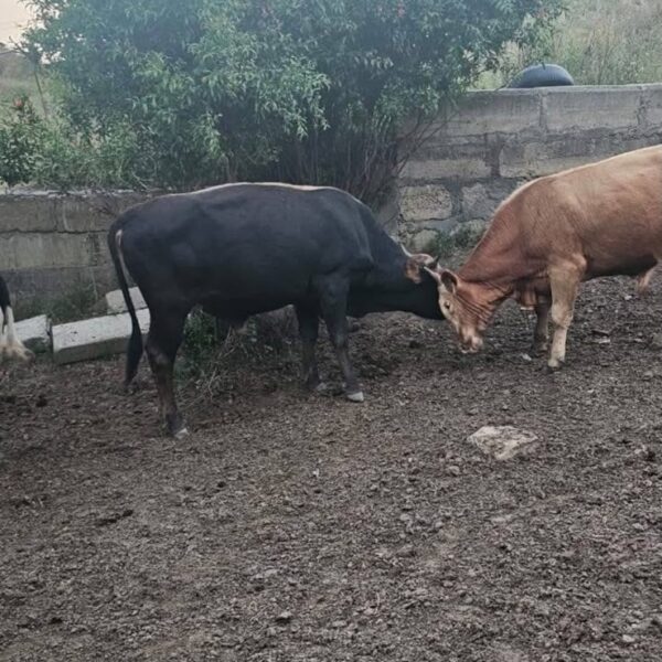 იყიდება საქონელი