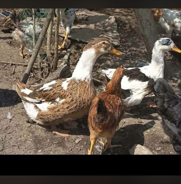იყიდება იხვები