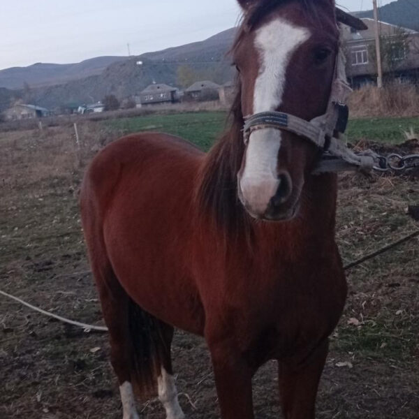 სოფლის ცხენი
