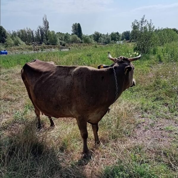იყიდება ძროხა