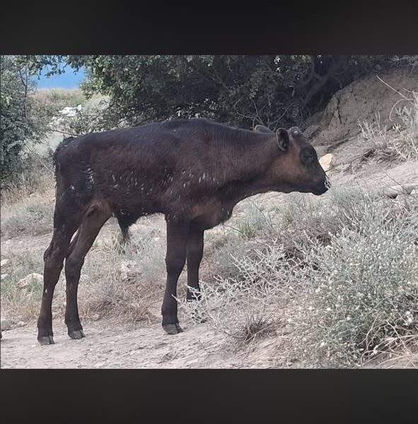 იყიდება მოზვერი