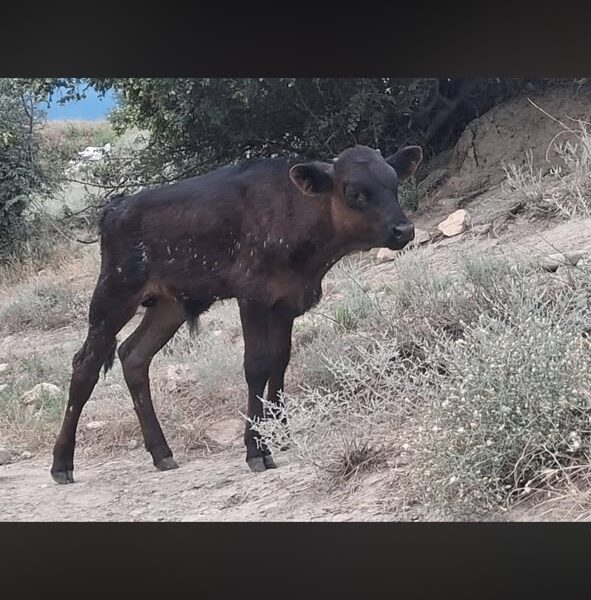 იყიდება მოზვერი