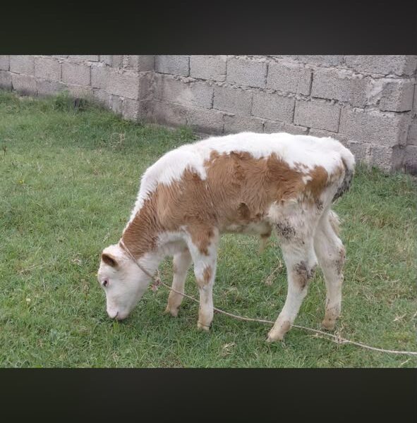 იყიდება ხბო