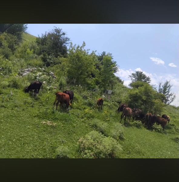 იყიდება მოზარდები