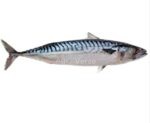 სკუმბრია (Mackerel) — ახალი - Image 2