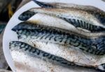 სკუმბრია (Mackerel) — ახალი - Image 3