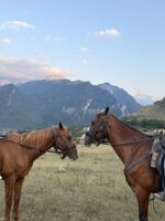 🐎 იყიდება სუფთა სისხლის ცხენი
