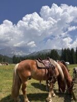 🐎 იყიდება სუფთა სისხლის ცხენი - Image 2