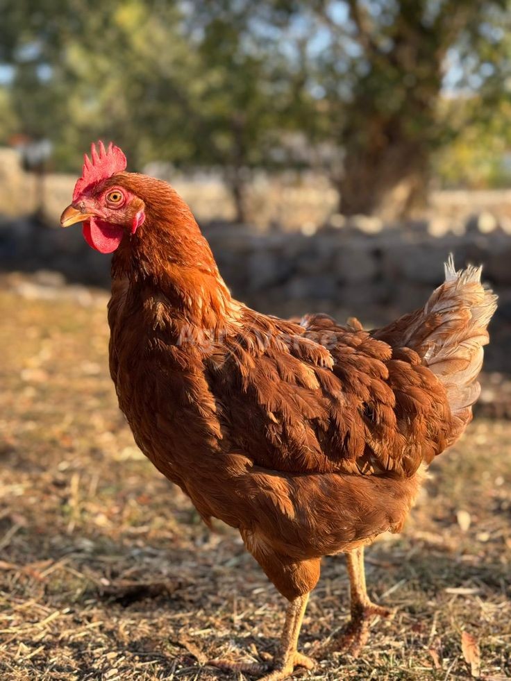 🐔 _#chicken #animals იყიდება ბროილერის ქათამი - Image 1