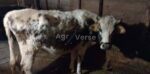🐄 იყიდება 3 სული ძროხა