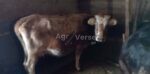 🐄 იყიდება 3 სული ძროხა - Image 2